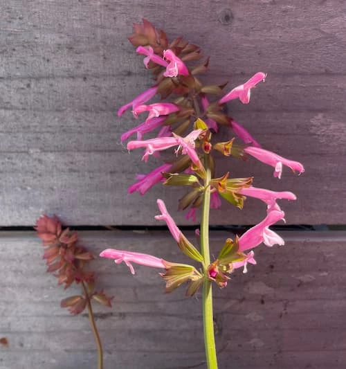 Salvia Salmia