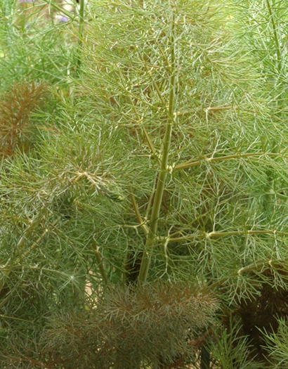 Maustefenkoli (Saksankumina)