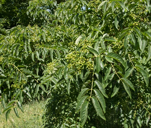 Amurinkorkkipuu (korkkipuu)