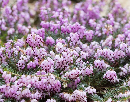 Englantilainen kellokanerva