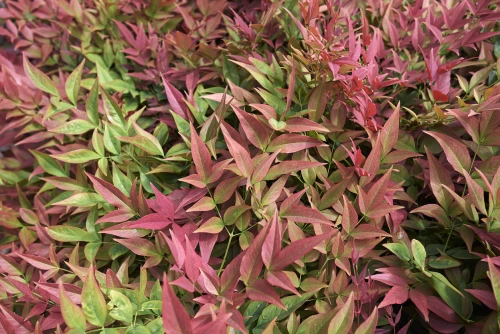 Nandina (pyhä bambu)