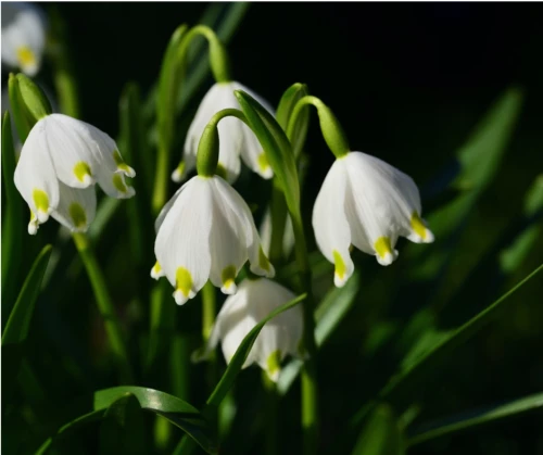 Kev tkello Leucojum Vernum Muhevainen Kev tkello Leucojum Vernum Muhevainen
