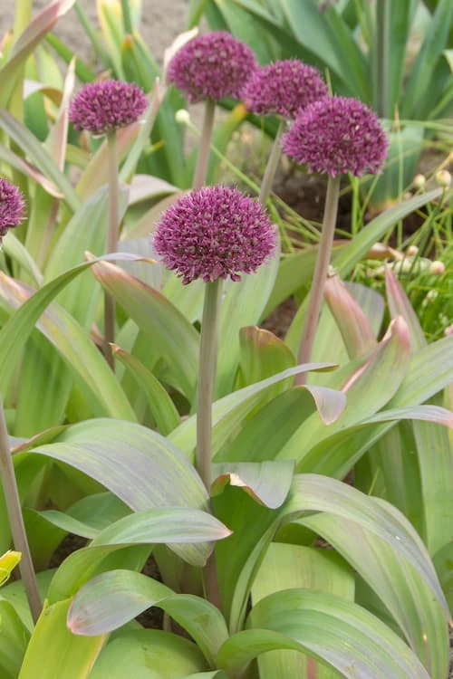 Koristelaukka