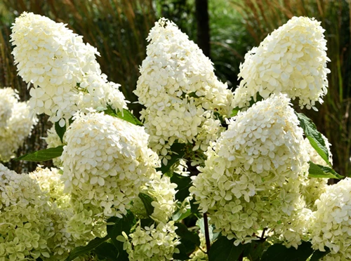 Japaninhortensia (syyshortensia)