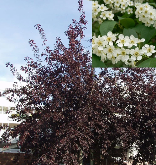 Rusotuomi