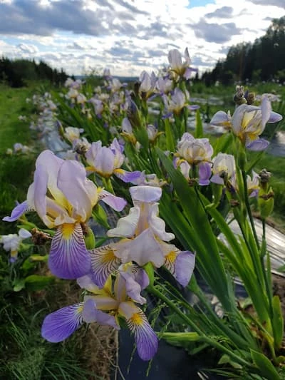 Saksankurjenmiekka