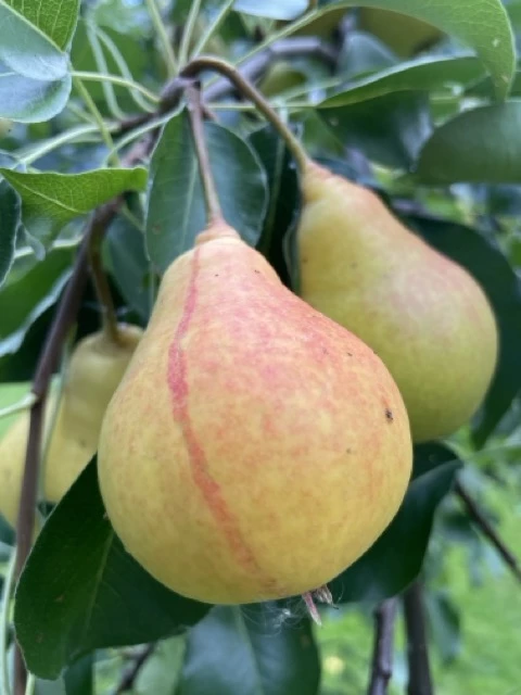 Perhepäärynäpuu, kolme lajiketta samassa puussa