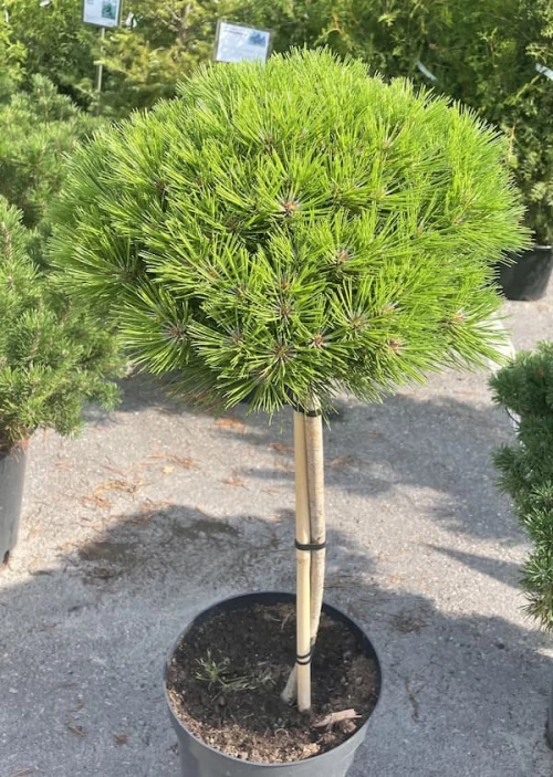 Kääpiömustamänty 