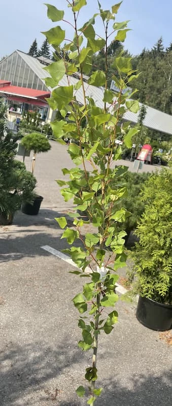 Pyramidipoppeli (pylväspoppeli)