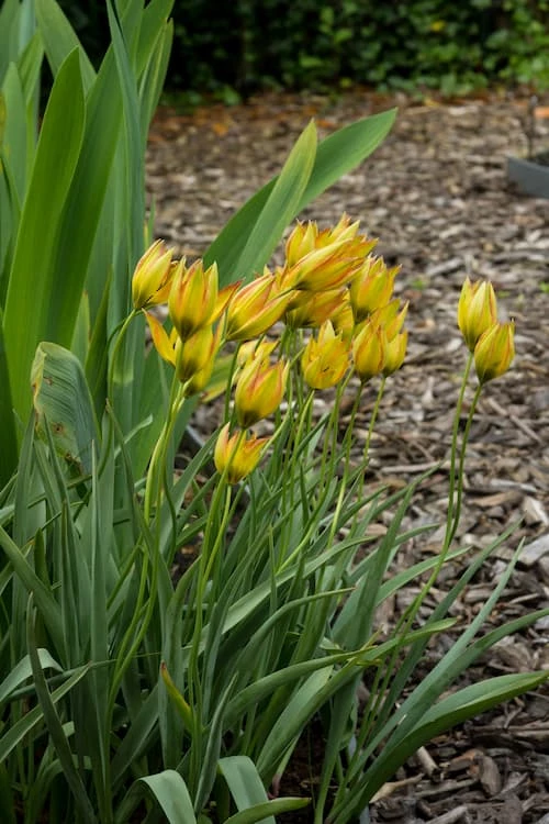 Kreikantulppaani, kasvitieteellinen tulppaani