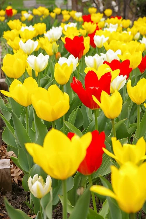 Tulitulppaani, kasvitieteellinen tulppaani, värisekoitus