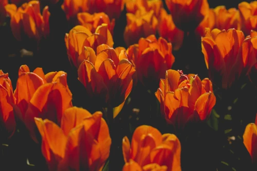 Triumphtulppaani