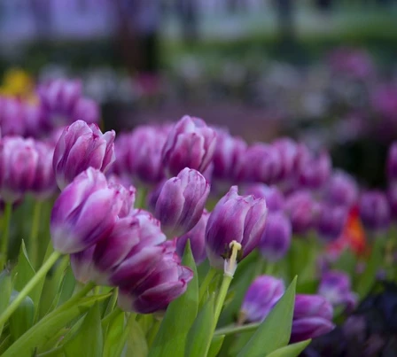 Monikukkainen tulppaani