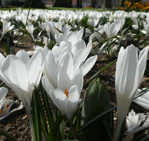 Kevätsahrami, krookus 