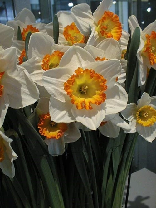 Isotorvinen narsissi 