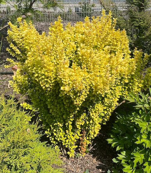 Pilarihappomarja, keltalehtinen