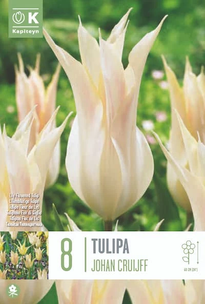 Liljatulppaanit