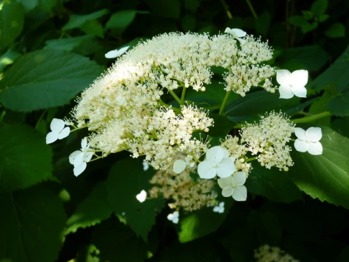 Pallohortensia