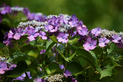 Safiirihortensia