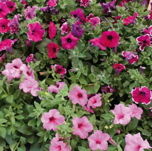 Petunia  (riippuva)