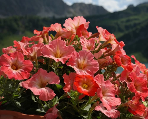 Petunia (puoliriippuva)