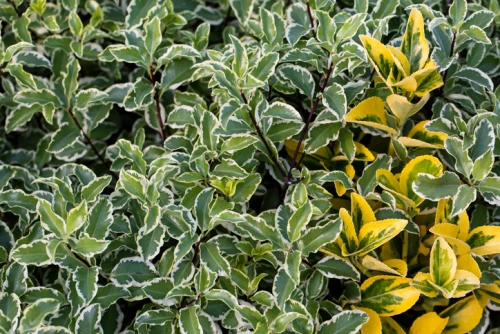 Laakerisorvarinpensas (sorvarinlaakeri)