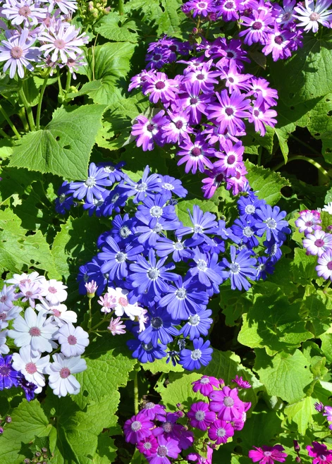 Senetti (sineraaria)