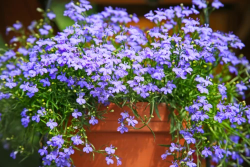 Pistokaslobelia