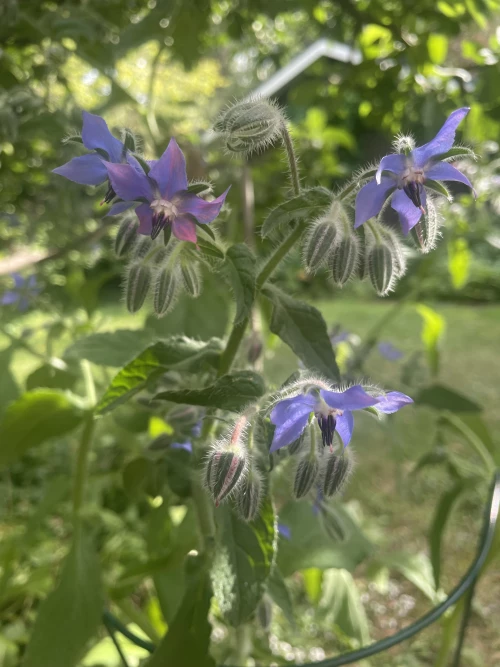 Kurkkuyrtti (Purasruoho)