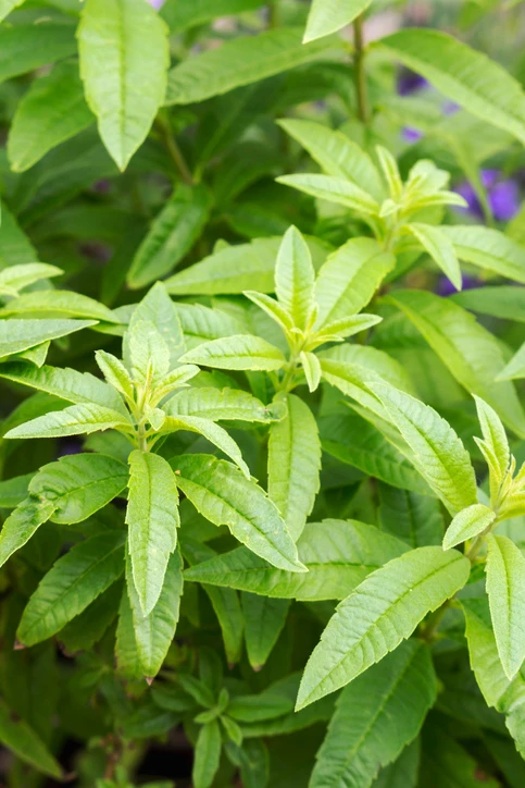 Lippia (Sitruunaverbena)