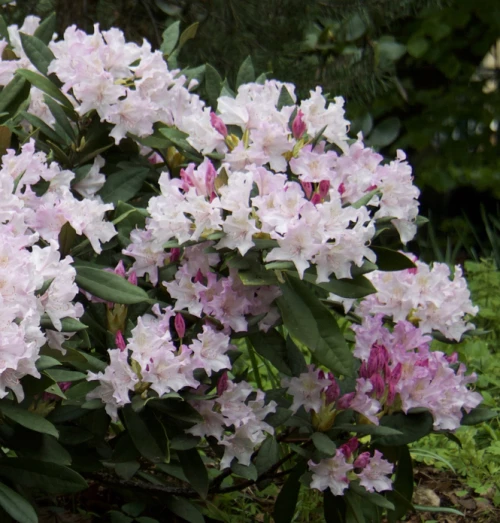 Alppiruusu 'Eskimo'