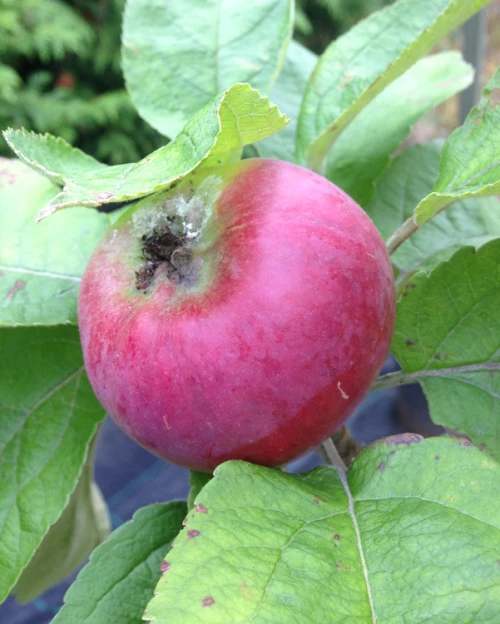 Pilariomenapuu Dzin Malus Domestica Dzin syyslajike Muhevainen Pilariomenapuu Dzin Malus Domestica Dzin syyslajike Muhevainen