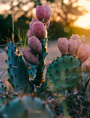 Mukulaopuntia