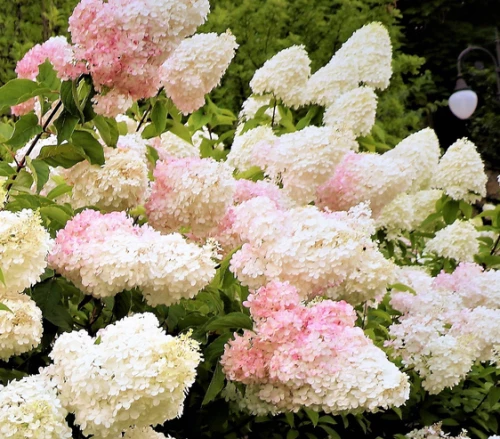 Japaninhortensia (pikkuhortensia)
