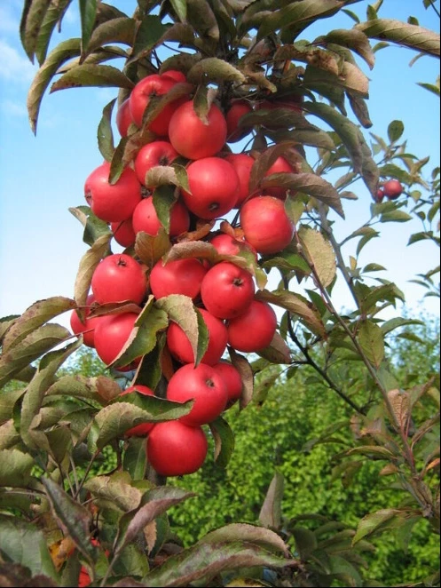 Pilariomenapuu 'Punainen Helminauha'