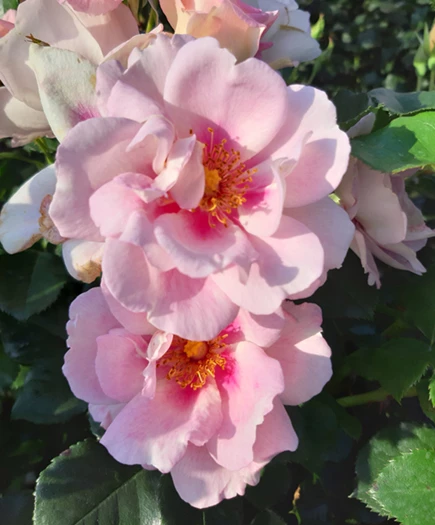 Pensasmainen tertturuusu 