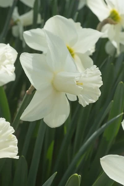 Isotorvinen narsissi   