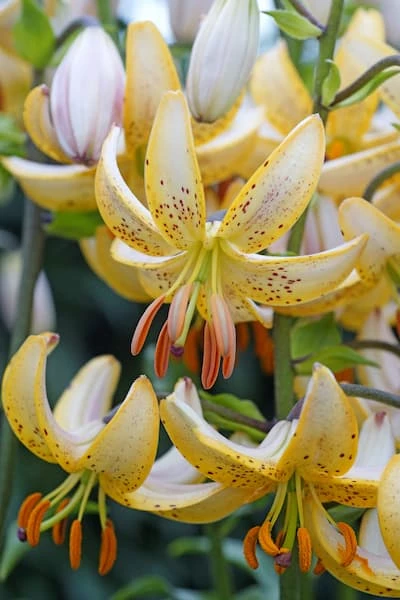 Marhanlilja 