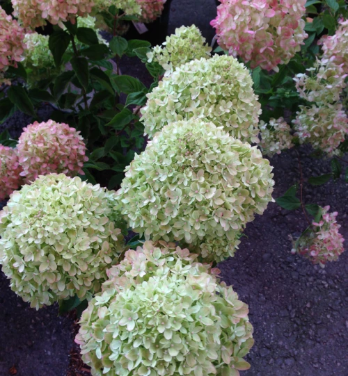 Japaninhortensia (pikkuhortensia)