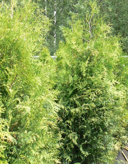 Brabantintuija (kartiotuija)