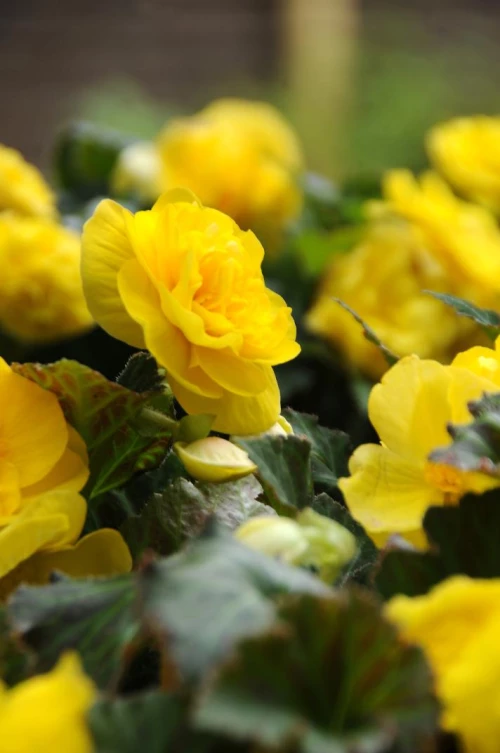 Begonia
