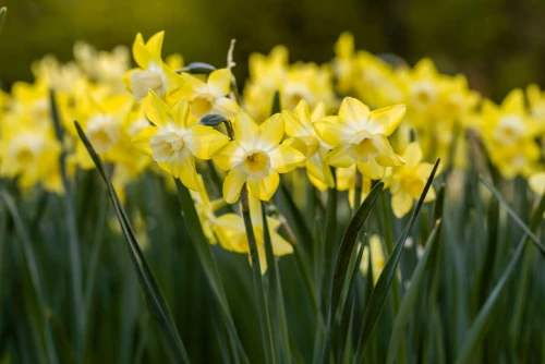 Narcissus jonquilla 'Verdin'