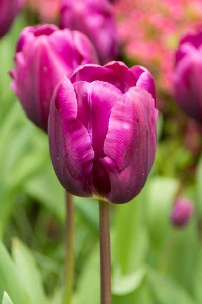 Triumphtulppaani