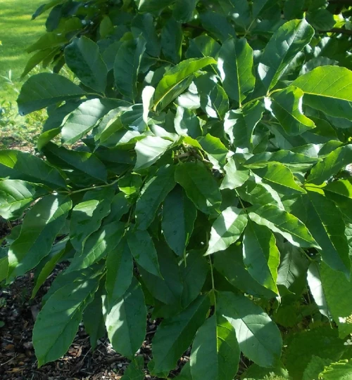 Nirhakiinansaarni (idänsaarni)