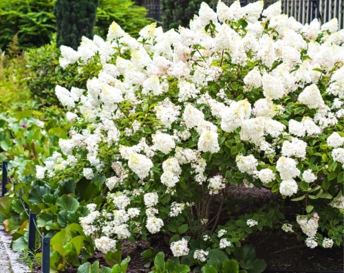 Japaninhortensia (pikkuhortensia)