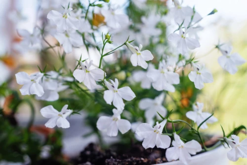 Pistokaslobelia (valkoinen)