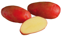 Rosamunda