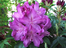Royal Lilac -alppiruusu