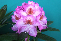 Royal Violet -alppiruusu