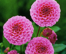Dahlia Lipoma